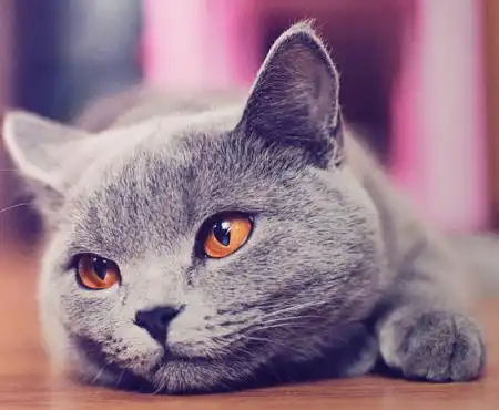 猫咪上厕所老是叫,变得不亲人,猫砂结团特别小可能是尿结石