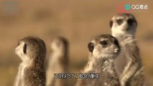 眼镜蛇最大天敌是什么蛇獴大战4米巨型眼镜王蛇,蜜獾都看懵了
