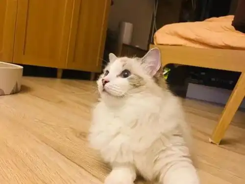 布偶猫过于黏人是怎样的体验