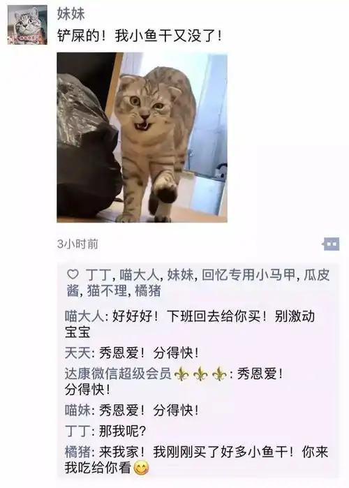 猫咪的朋友圈原来是这样的,这猫咪塑料姐妹情,我真的笑了