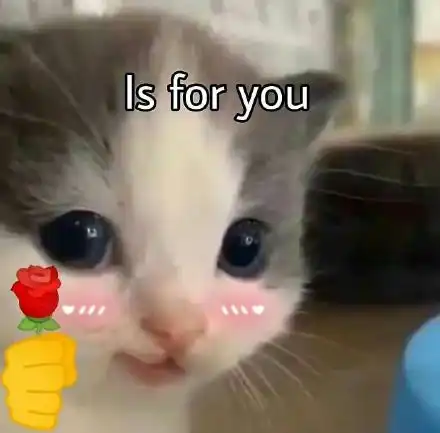猫咪头拿玫瑰表情包