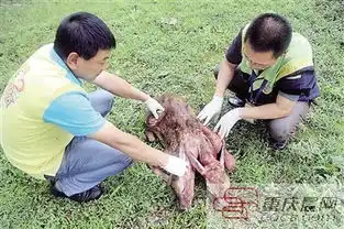 罕见连体羚羊宝宝生产全过程纪实