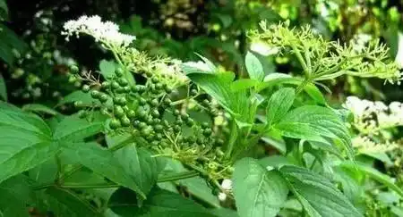 乡村漫山遍野的野草,是上天恩赐民间的止咳良方,功效自然强
