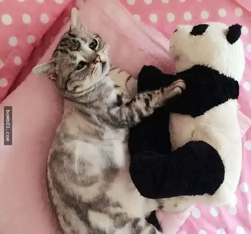 拥有全世界最忧伤表情的小猫,它可怜的模样真的会让人看到好揪心