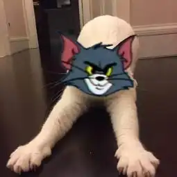 猫和老鼠表情包来不及了快上车