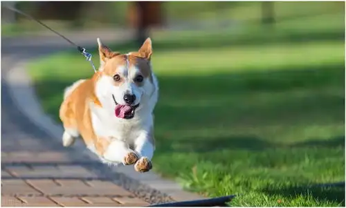 短腿柯基犬,我们应该如何饲养一文带你了解养柯基的要点