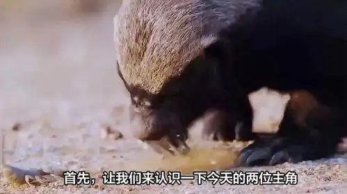 鼠蛇挑衅蜜獾惨遭活吞一口爆头狂虐鼠蛇,大战一触即发