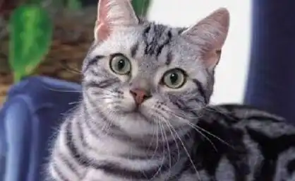 主人出差回来,发现虎斑猫把沙发当猫抓板,表情把主人吓哭