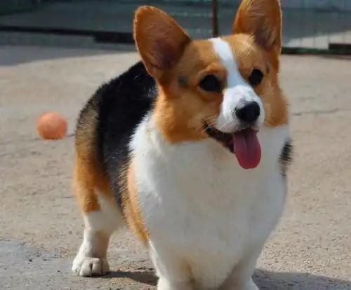 柯基犬,胆子大,性格机警