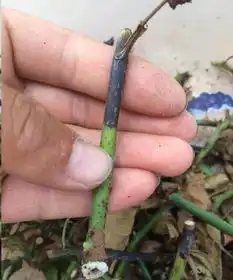 扦插月季发芽后黑杆了是怎么回事月季扦插生根窍门送给你