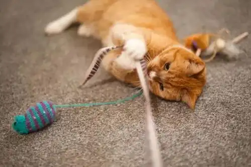 家猫想狩猎驼鹿,无奈体型相差太大,最后反沦为驼鹿一家的玩物