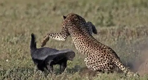 蜜獾有多猛狮子野猪毒蛇都被它玩得团团转