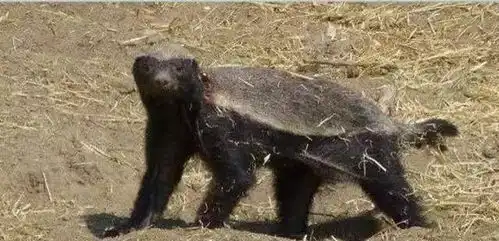 无敌大蜜獾竟输给猪对手,蜜獾不敌疣猪