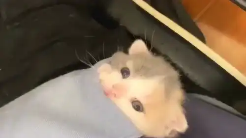 这画面太可爱了传说中的口袋精灵小猫咪你的表情也太可爱了吧