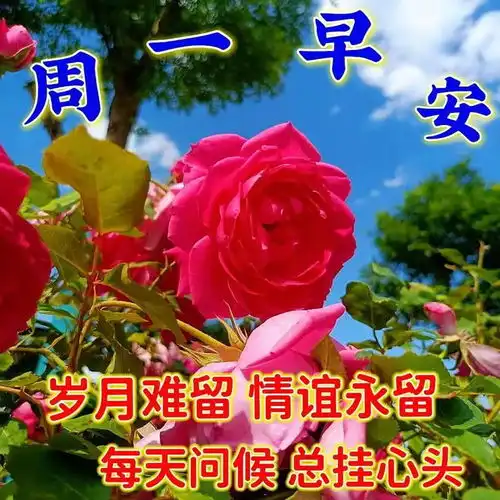 早上好,创意暖心祝福图片带问候语