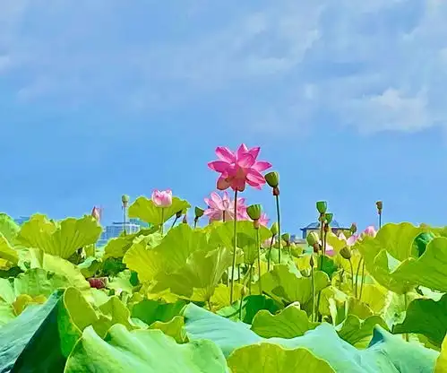 昆明市纪委市监委网站纪检人镜头幽花何亭亭性洁出涟漪