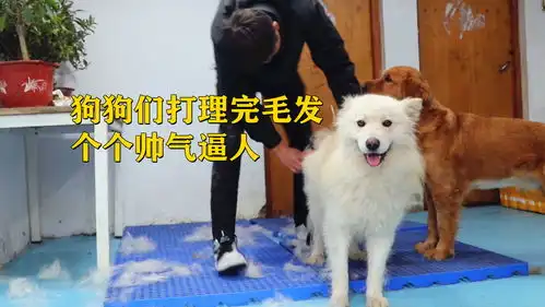 狗狗们到底有多享受梳毛全程都非常配合,陶醉的小表情真可爱