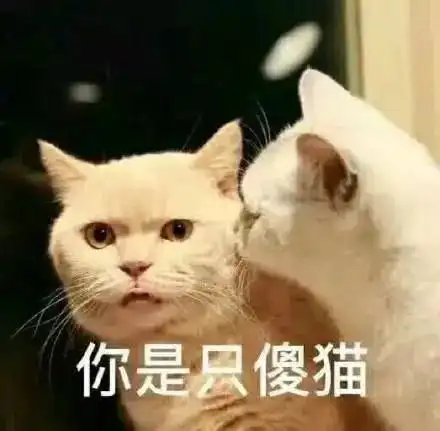 日常吸猫表情包
