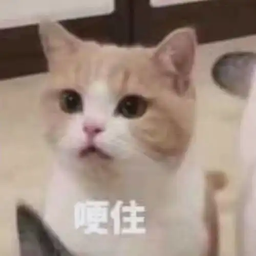 小猫咪出门害怕怎么办