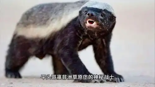 神奇动物平头哥非洲草原上的神秘战士
