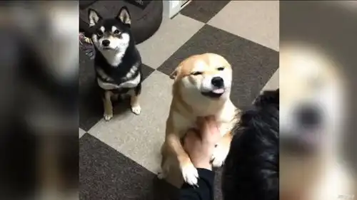 小黄柴犬得宠,小黑柴犬在后面羡慕嫉妒恨表情笑岔气了