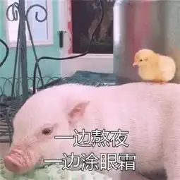fancy精致的猪猪女孩