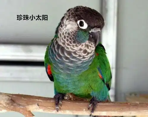 你家小太阳鹦鹉不是最好的,别不信,你敢和这6种小太阳鹦鹉比吗
