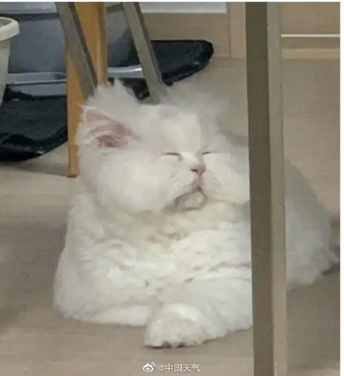 这发型和表情像不像每天起床后的你