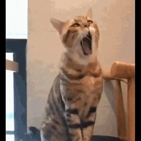 主人拍下了猫打哈欠的模样,表情也太狰狞了,看起来有点恐怖呢