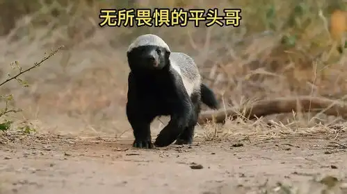 不服就干的平头哥蜜獾