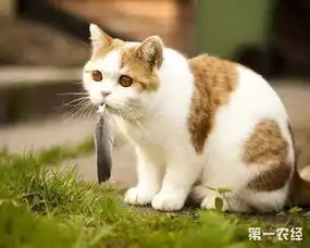 猫咪出现异食癖的症状怎么办猫咪异食癖的治疗方法