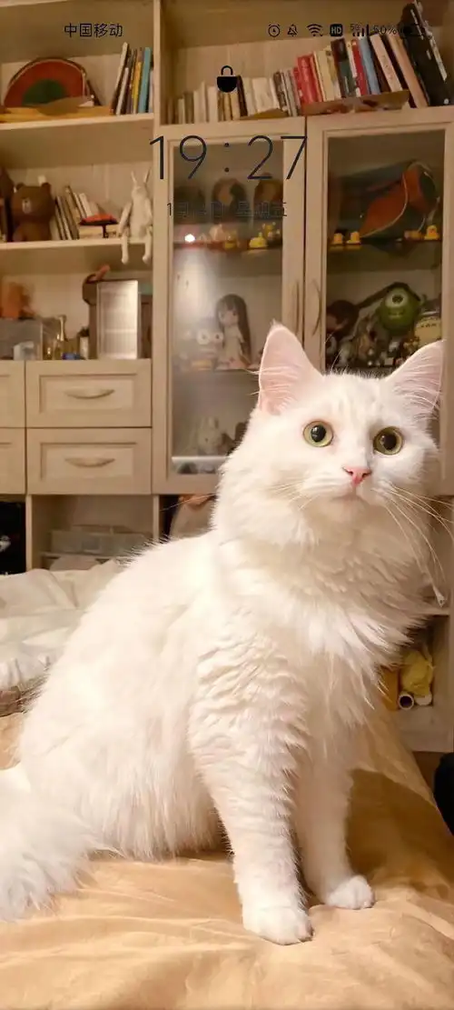 刚睡醒,什么事丨第299期猫咪表情包