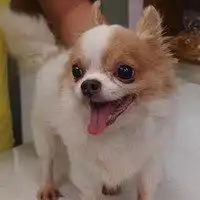 抖眉毛宝贝表情包微信头像图片大全