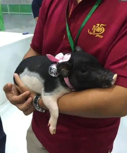 笑掉大牙女子网购小香猪,同吃同睡,接下来让人意想不到