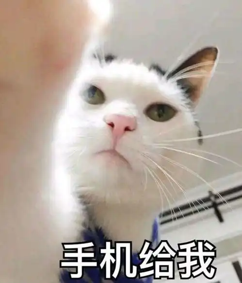 猫咪看到同伴吃完饭后,会自动把每个剩下的碗舔干净,真是个好猫
