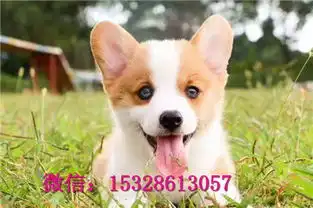 江津哪里有柯基犬出售柯基犬多少钱一只带血统柯基犬幼犬柯基犬舍
