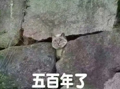 今日表情推荐425