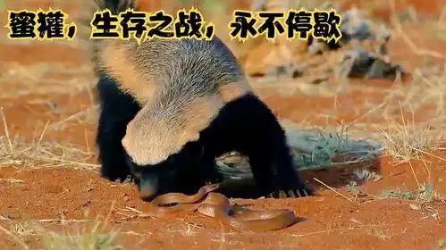 动物世界蜜獾的成长之路,自然界的不屈斗士,单挑毒蛇