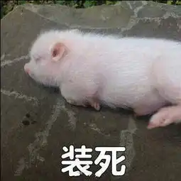 2017的最后一更,这三个月只能用一个字概括了忙可能年后可爱冻菌asmr的美拍