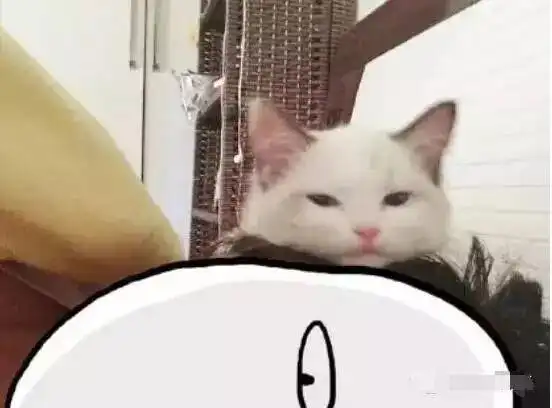 养猫是一种怎样的感受,暖暖的...