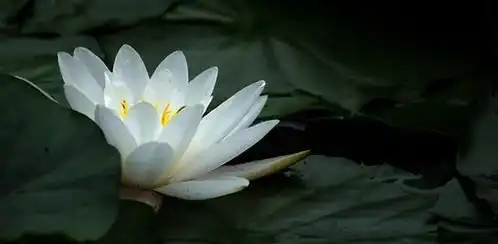 美文风拂白莲醉生香文轻吟细雨
