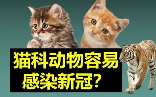 猫咪与新冠的事,养猫人都要知道
