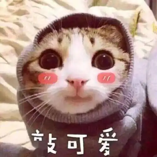 可爱的猫咪表情大全,请收藏备用