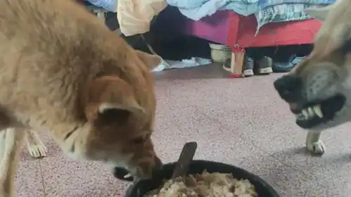两只土狗争食物,总想在气势上压住对方,呲牙咧嘴太搞笑