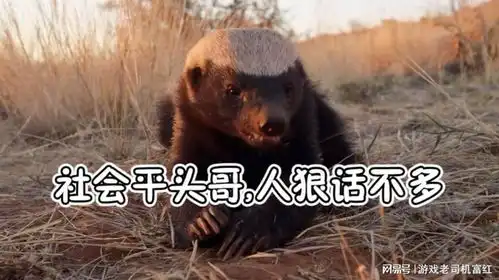 视频集蜜獾社会平头哥,人狠话不多