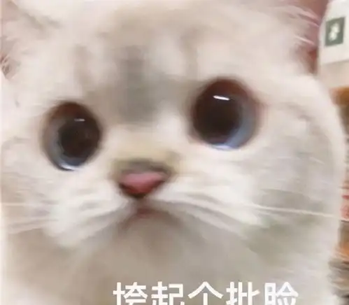 网友外出吃饭遇到猫咪主动卖萌,拒绝喂食后,猫咪的表情亮了