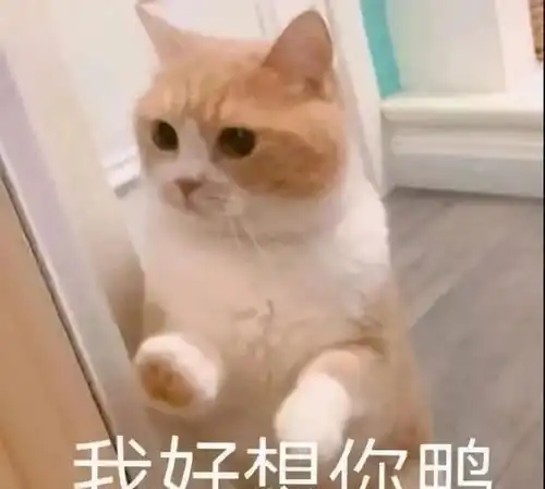 每日一笑昨天晚上做梦和老婆离婚了,我一下子笑醒了.....