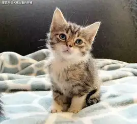 猫母子将被安乐死,小猫却因悲伤表情被收养,它又有了新妈妈
