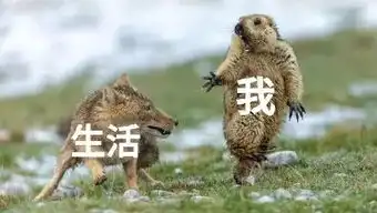 中国摄影师斩获年度野生生物摄影师大赛大奖,网友脑补出一堆表情包