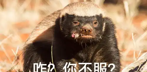 大连蛇岛大约有两万条蛇,如果放两只蜜獾上去,大概多久能吃完